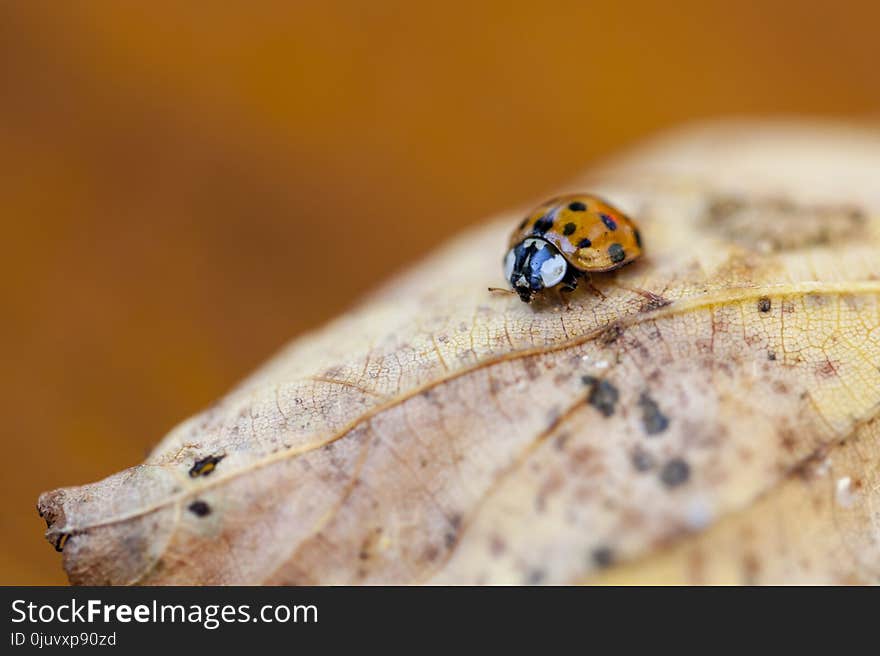 Fauna, Insect, Macro Photography, Ladybird