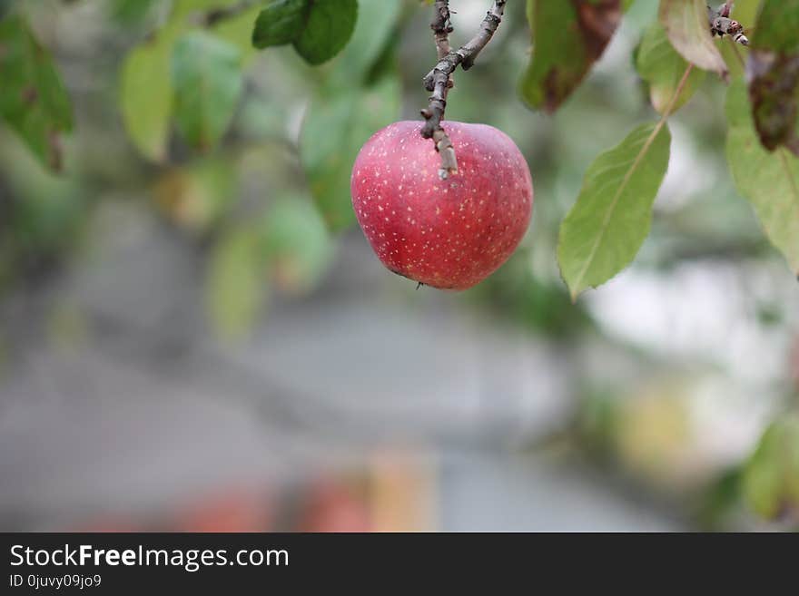 Fruit, Apple, Branch, Fruit Tree