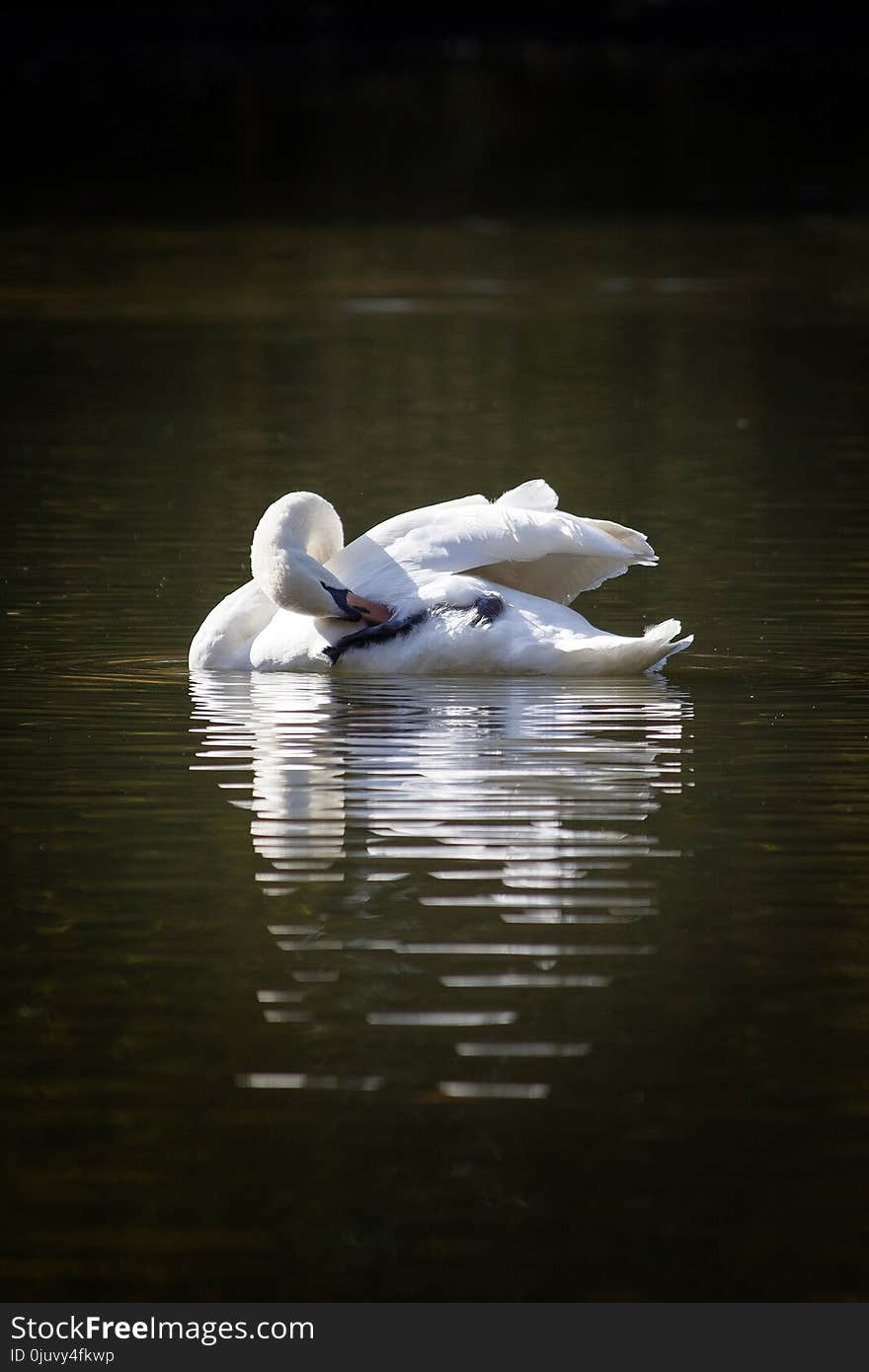 Water, Bird, Reflection, Swan