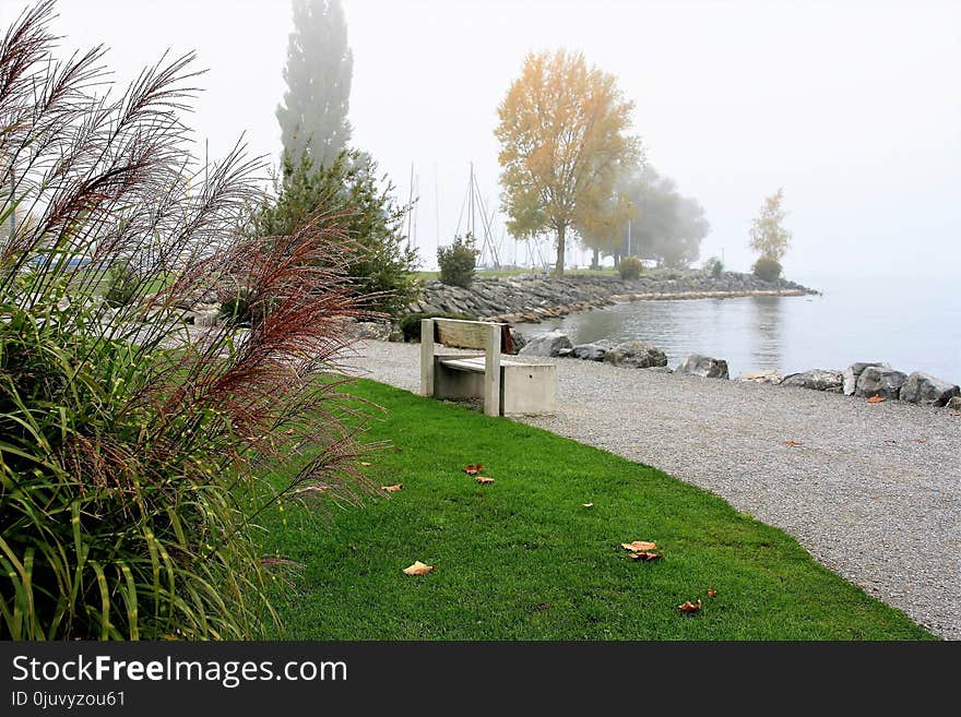 Water, Tree, Bank, Plant