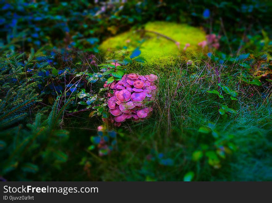 Vegetation, Flora, Flower, Ecosystem