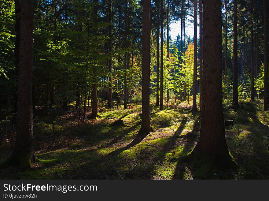 Nature, Ecosystem, Forest, Woodland