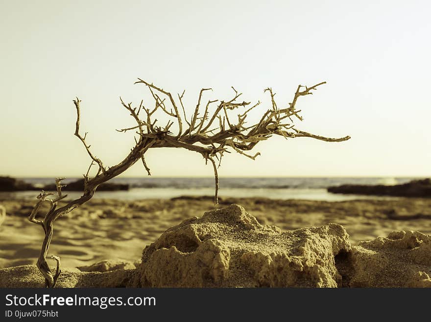 Tree, Sky, Branch, Wood