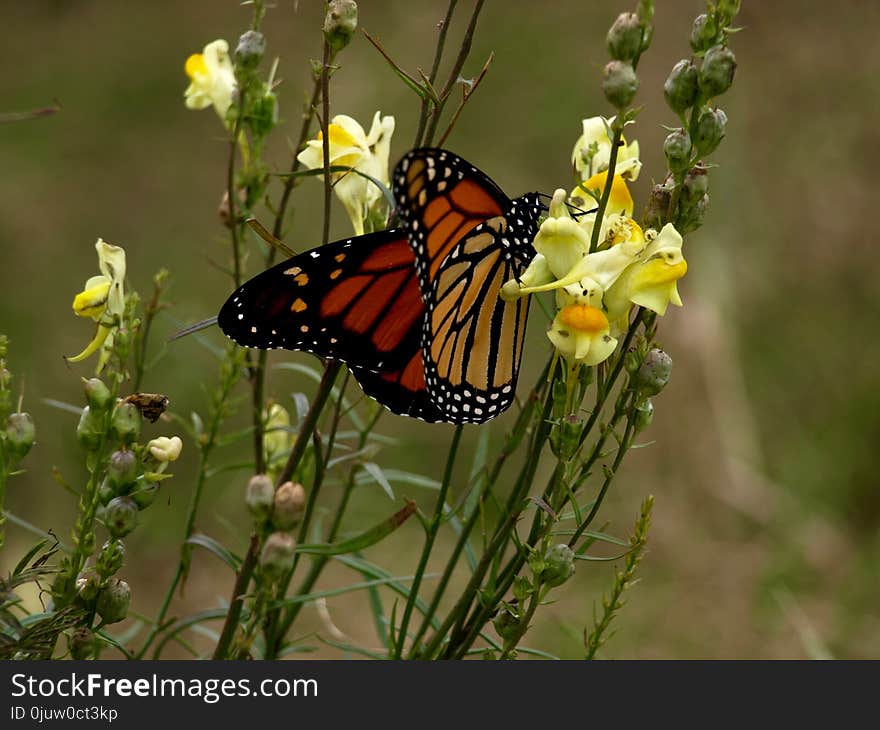 Butterfly, Moths And Butterflies, Monarch Butterfly, Insect