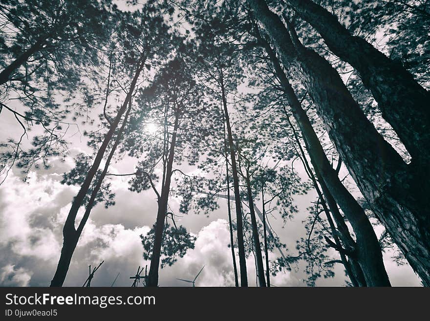 Tree, Nature, Woody Plant, Branch