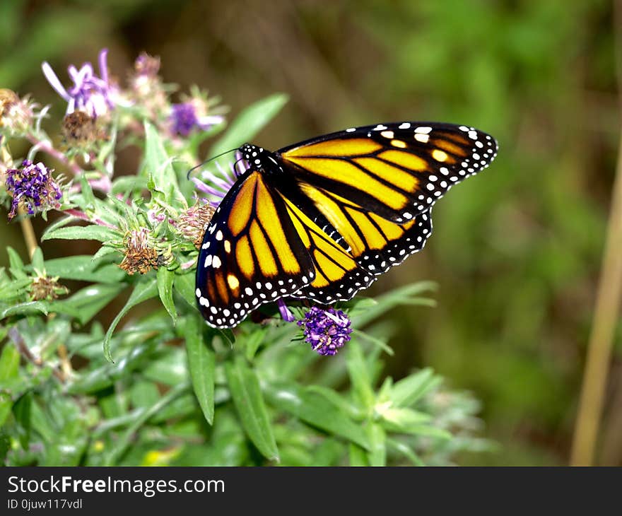 Butterfly, Monarch Butterfly, Moths And Butterflies, Insect