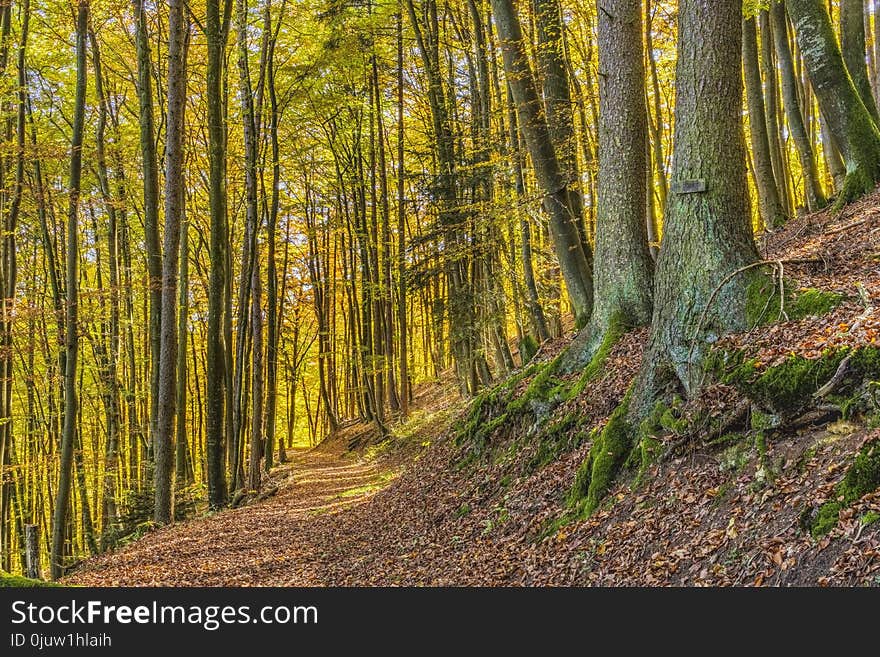 Woodland, Ecosystem, Nature, Forest