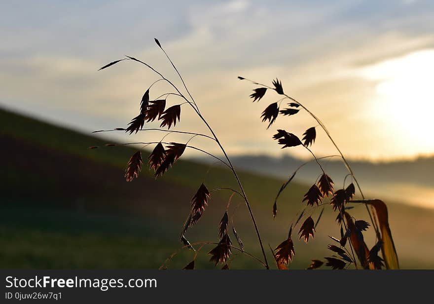 Sky, Ecosystem, Atmosphere Of Earth, Insect