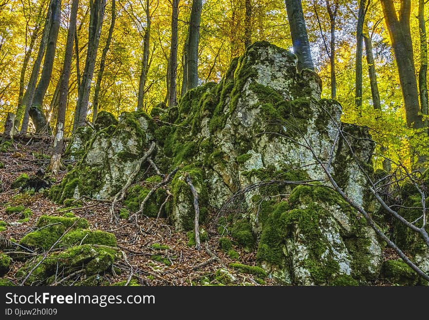 Ecosystem, Forest, Nature Reserve, Vegetation