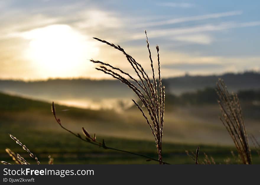 Sky, Ecosystem, Morning, Grass