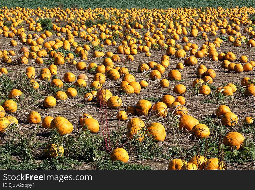 Field, Crop, Pumpkin, Winter Squash