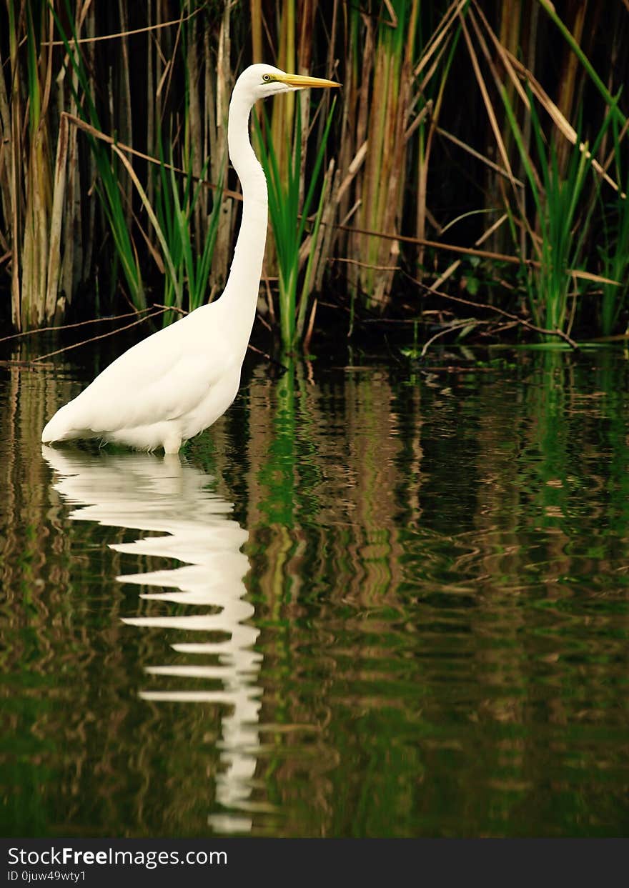 Bird, Water, Reflection, Fauna