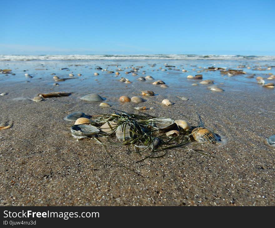 Ecosystem, Shore, Water, Sea