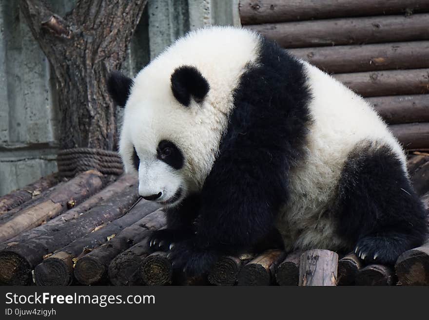 Giant Panda, Bear, Fauna, Terrestrial Animal