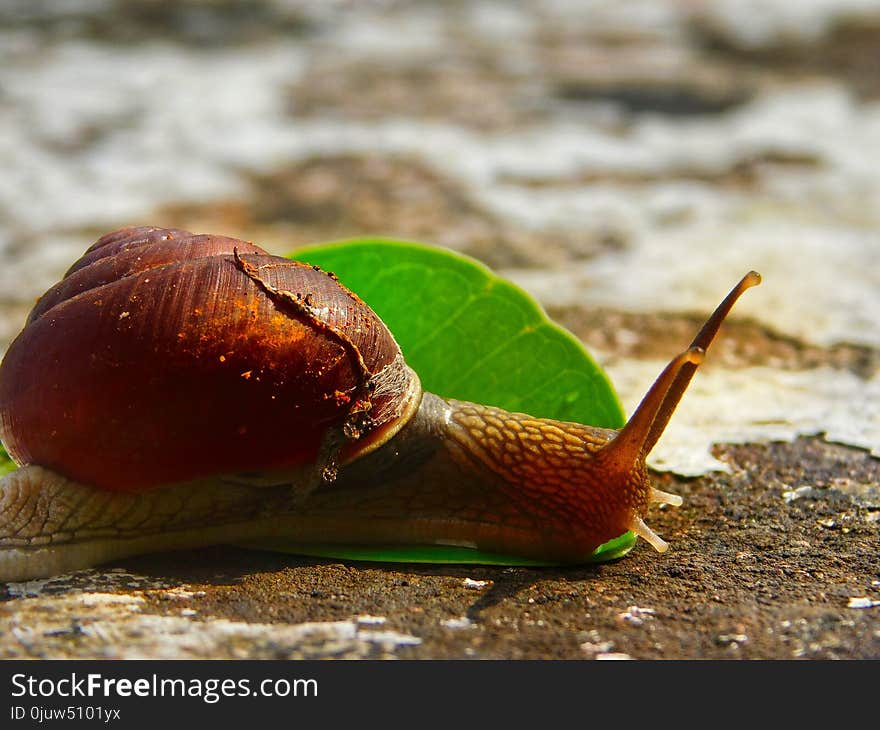 Snails And Slugs, Molluscs, Snail, Slug