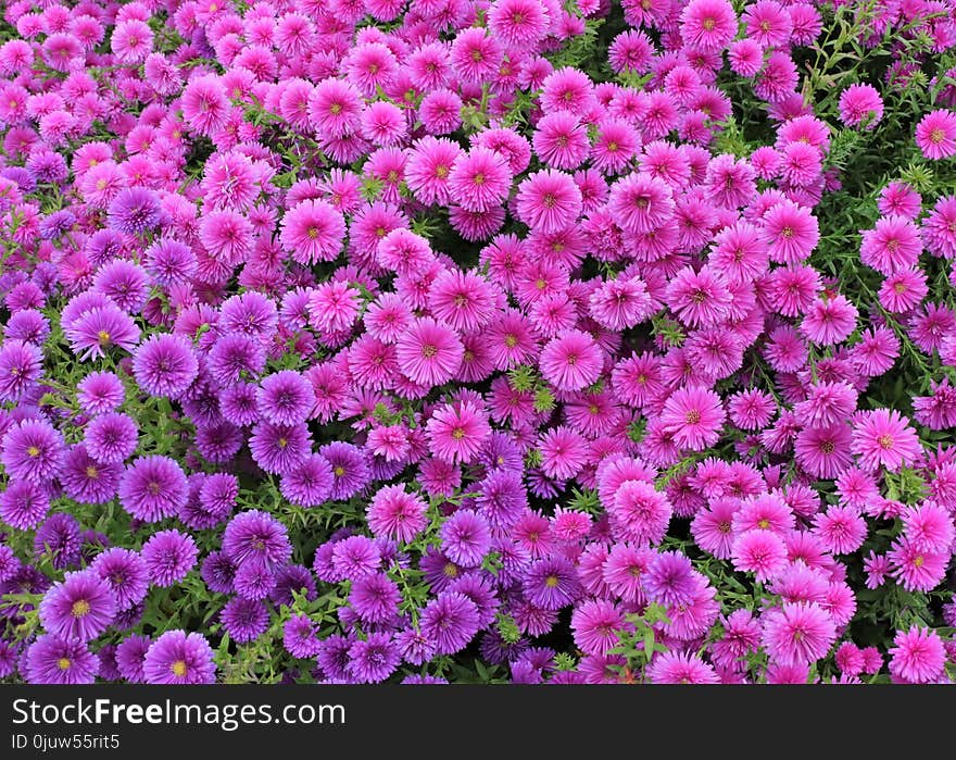 Flower, Plant, Pink, Flowering Plant