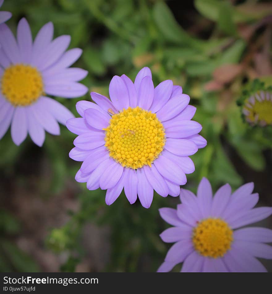 Flower, Flora, Plant, Purple