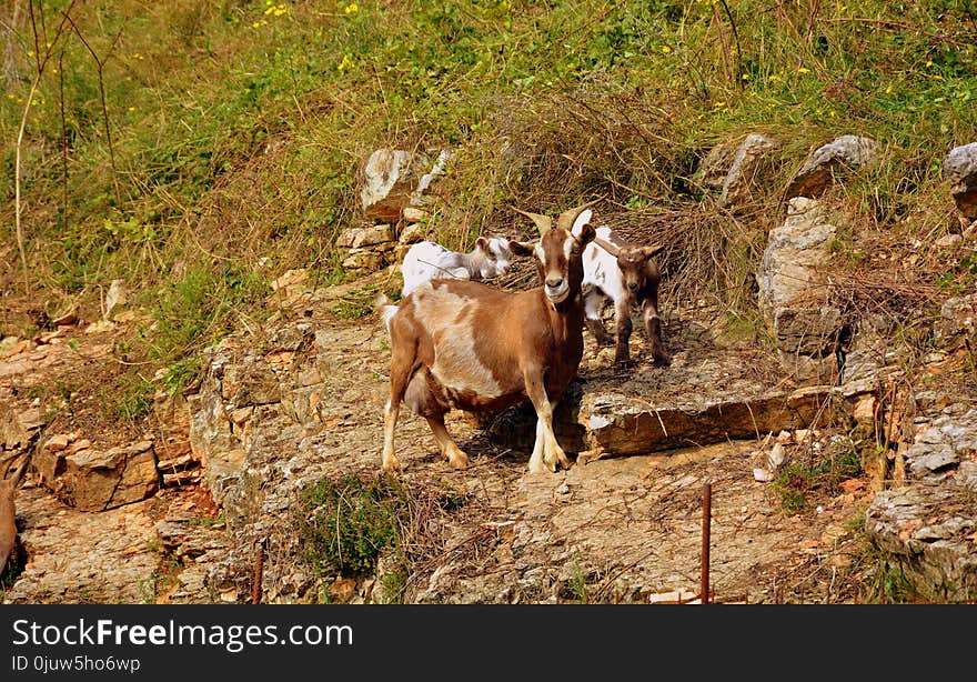 Goats, Fauna, Goat, Nature Reserve