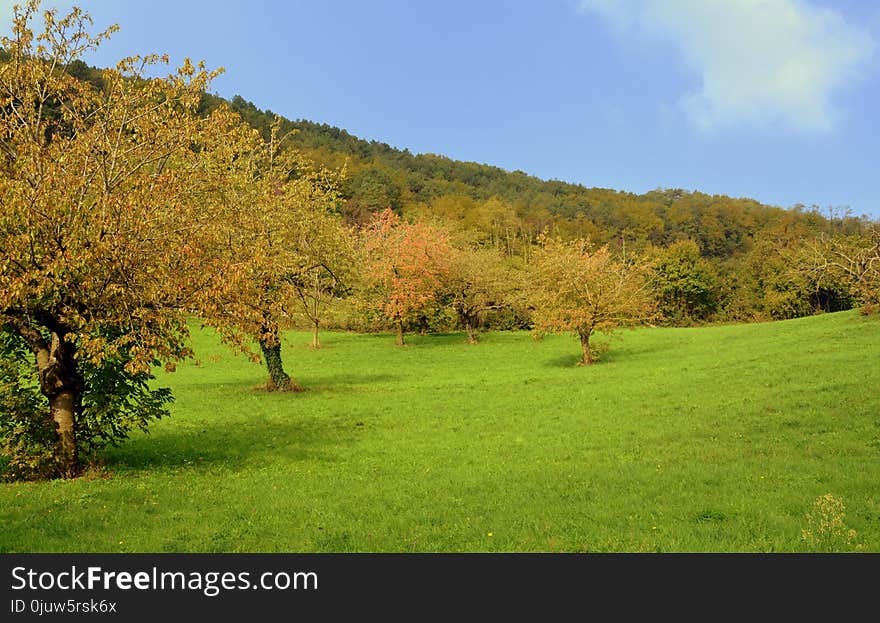 Grassland, Nature, Vegetation, Ecosystem