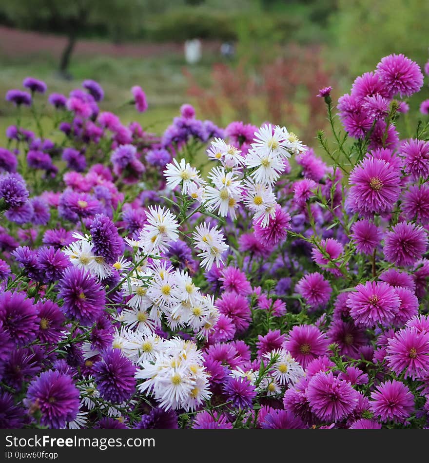 Flower, Plant, Aster, Flowering Plant