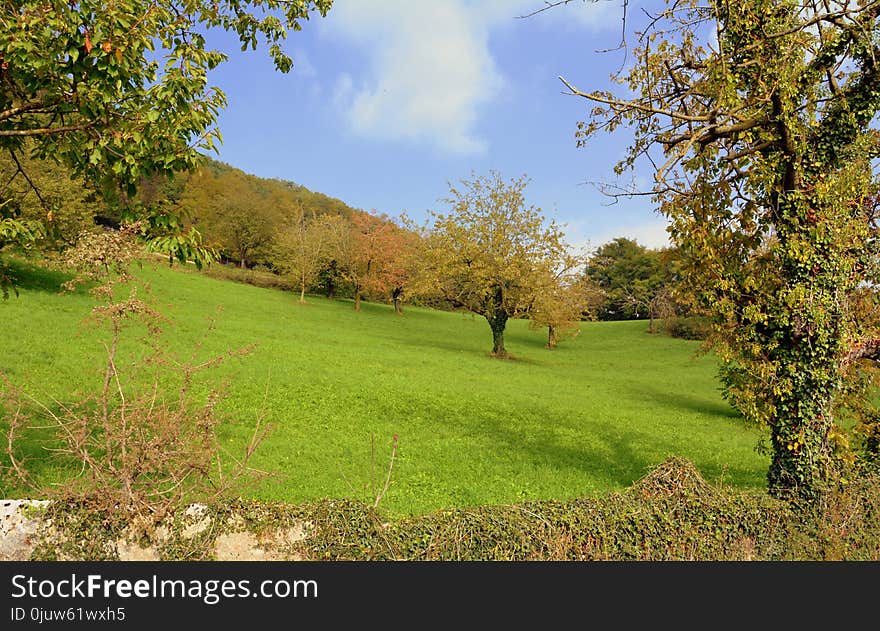 Grassland, Nature, Pasture, Ecosystem