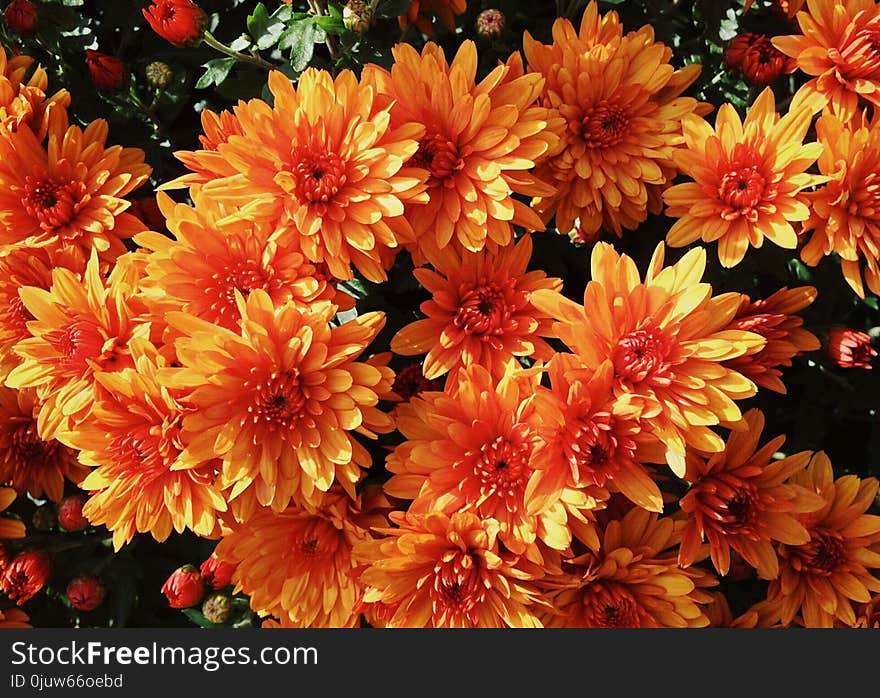 Flower, Flowering Plant, Plant, Chrysanths