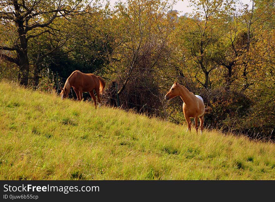 Pasture, Grassland, Ecosystem, Grazing