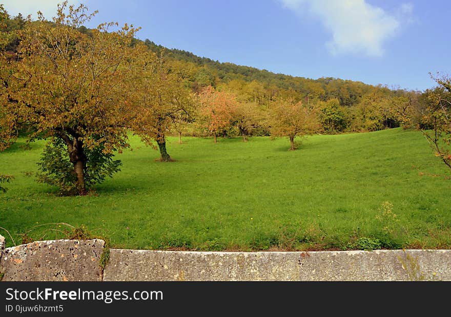 Grassland, Vegetation, Nature Reserve, Pasture