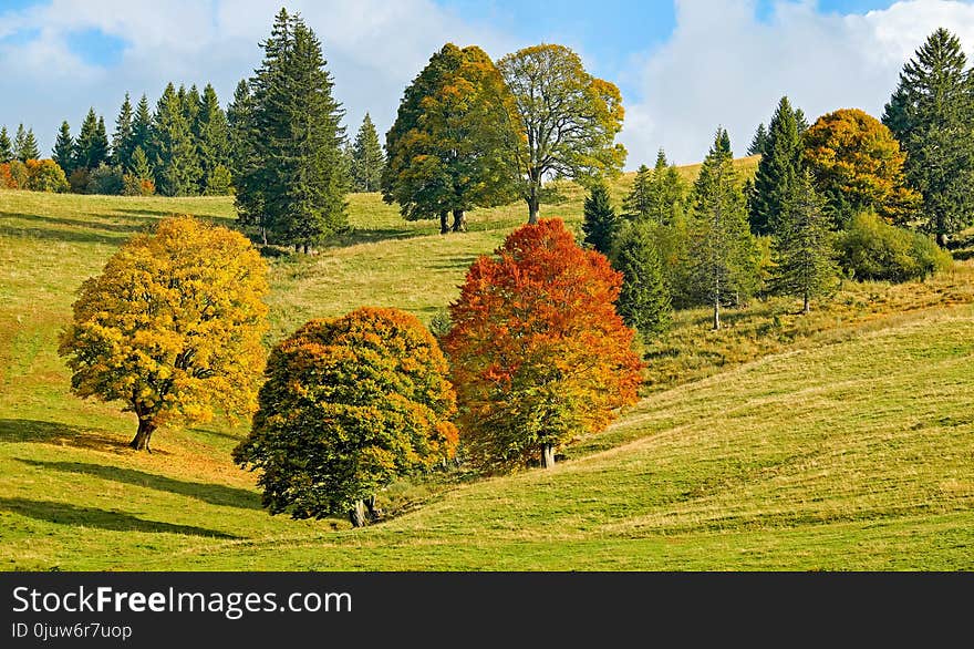 Nature, Ecosystem, Leaf, Grassland