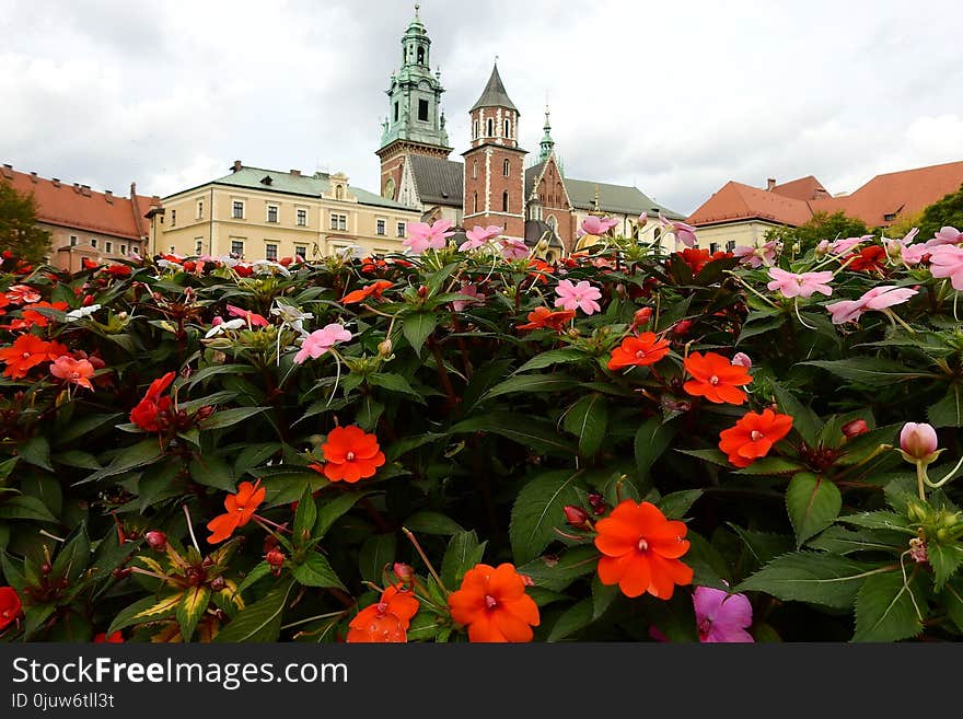 Plant, Flower, Flora, Flowering Plant