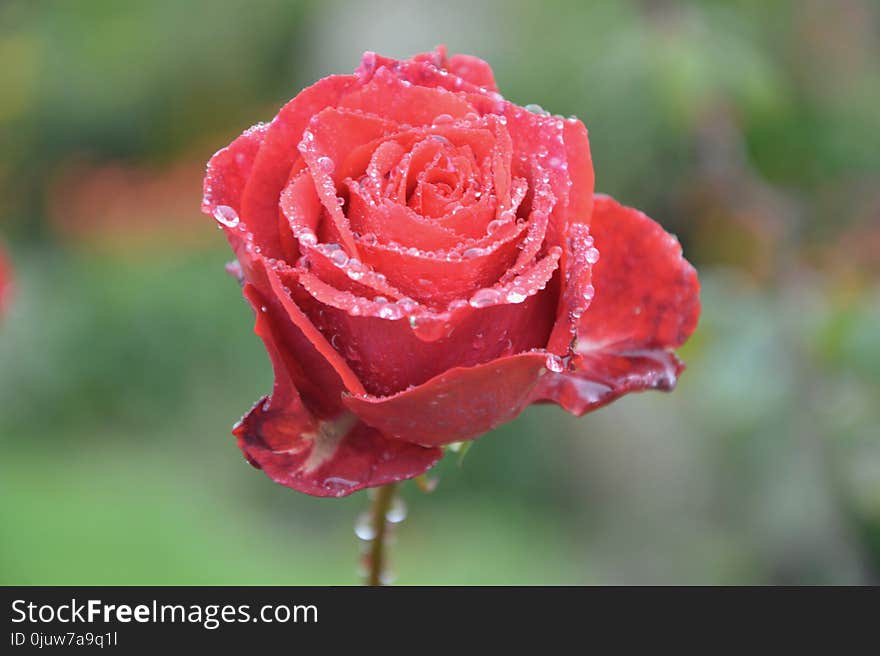 Rose, Red, Rose Family, Garden Roses