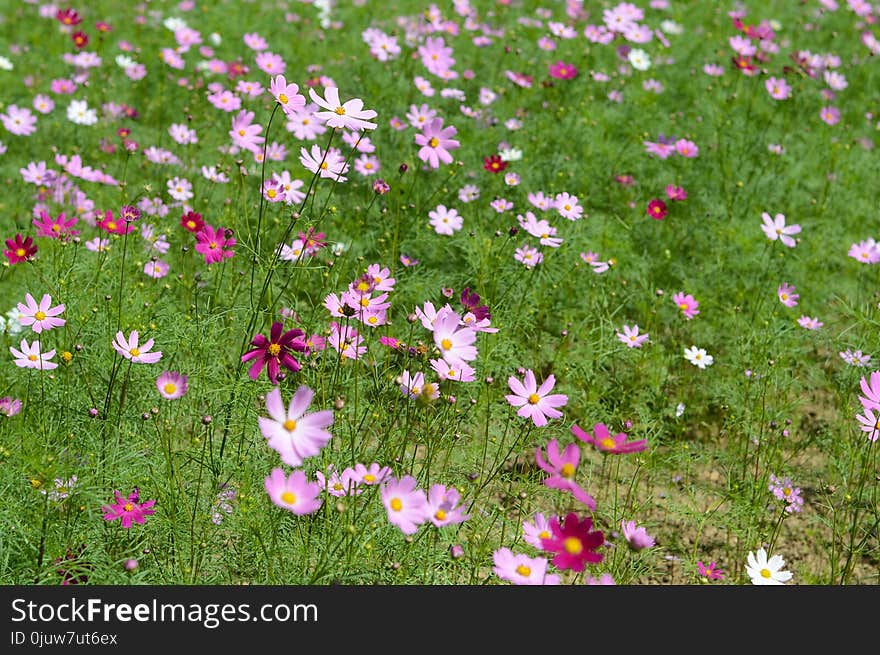 Flower, Garden Cosmos, Flowering Plant, Plant