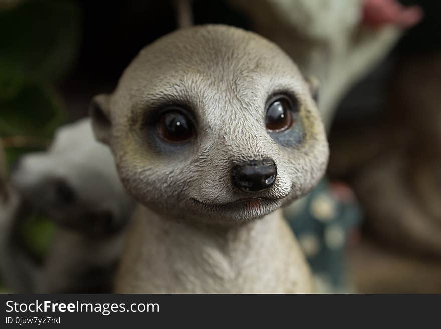 Meerkat, Mammal, Fauna, Terrestrial Animal