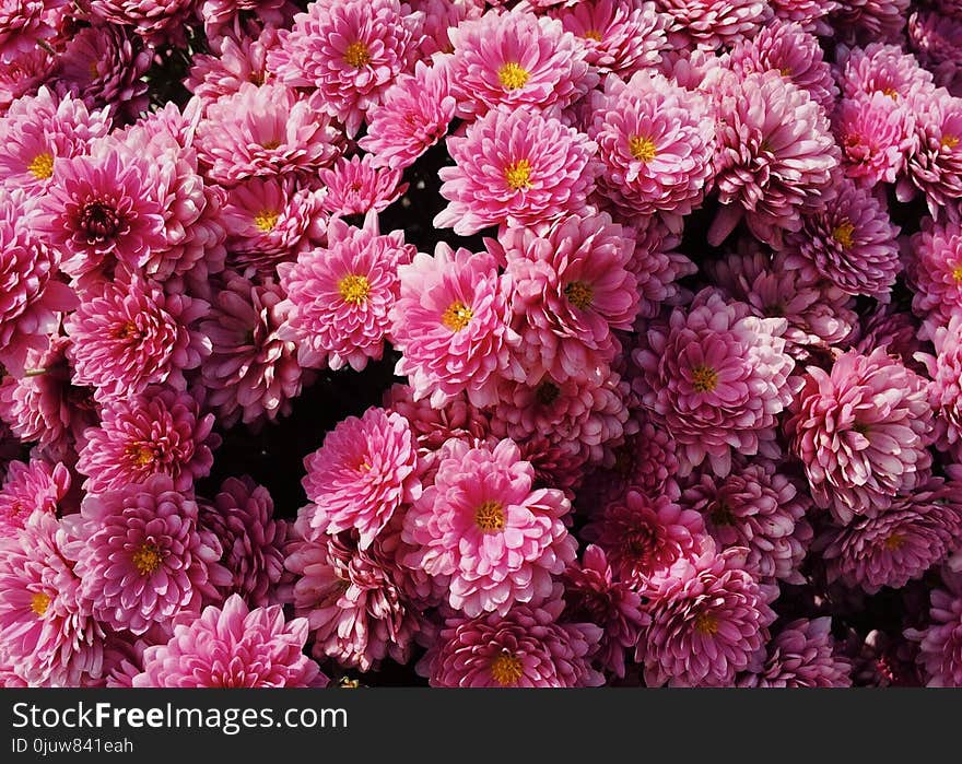 Flower, Pink, Flowering Plant, Plant