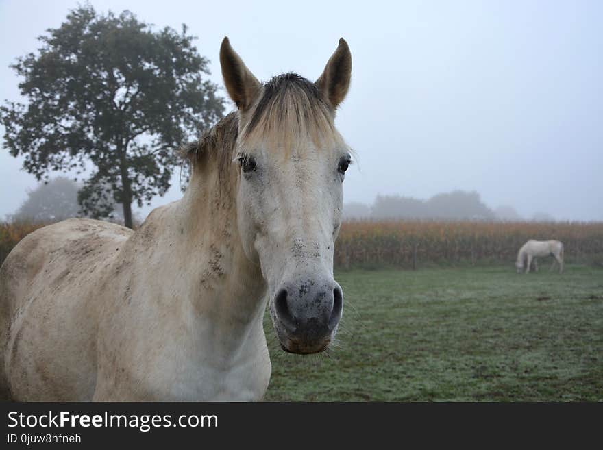 Horse, Horse Like Mammal, Pasture, Mane