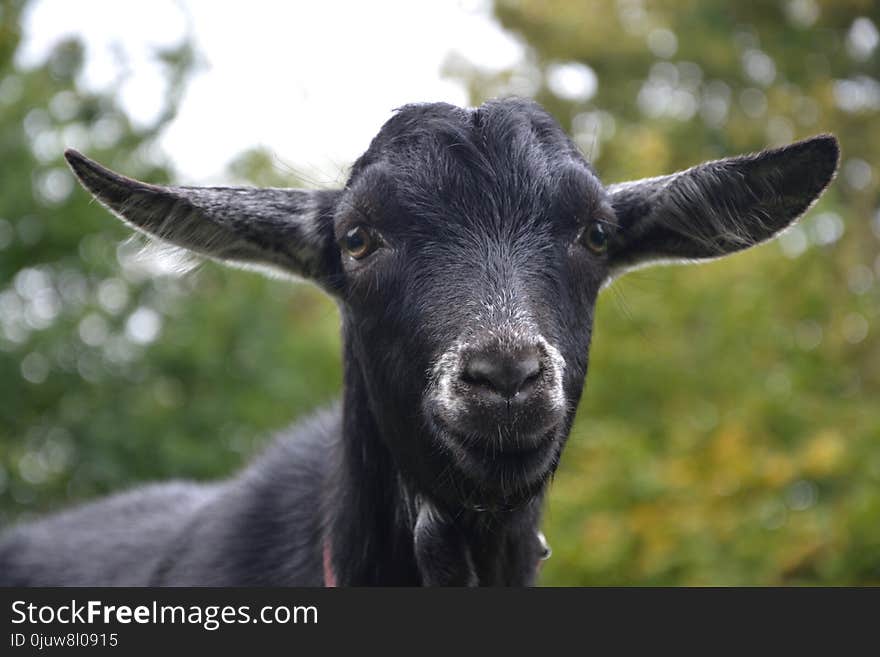 Goats, Goat, Cow Goat Family, Horn