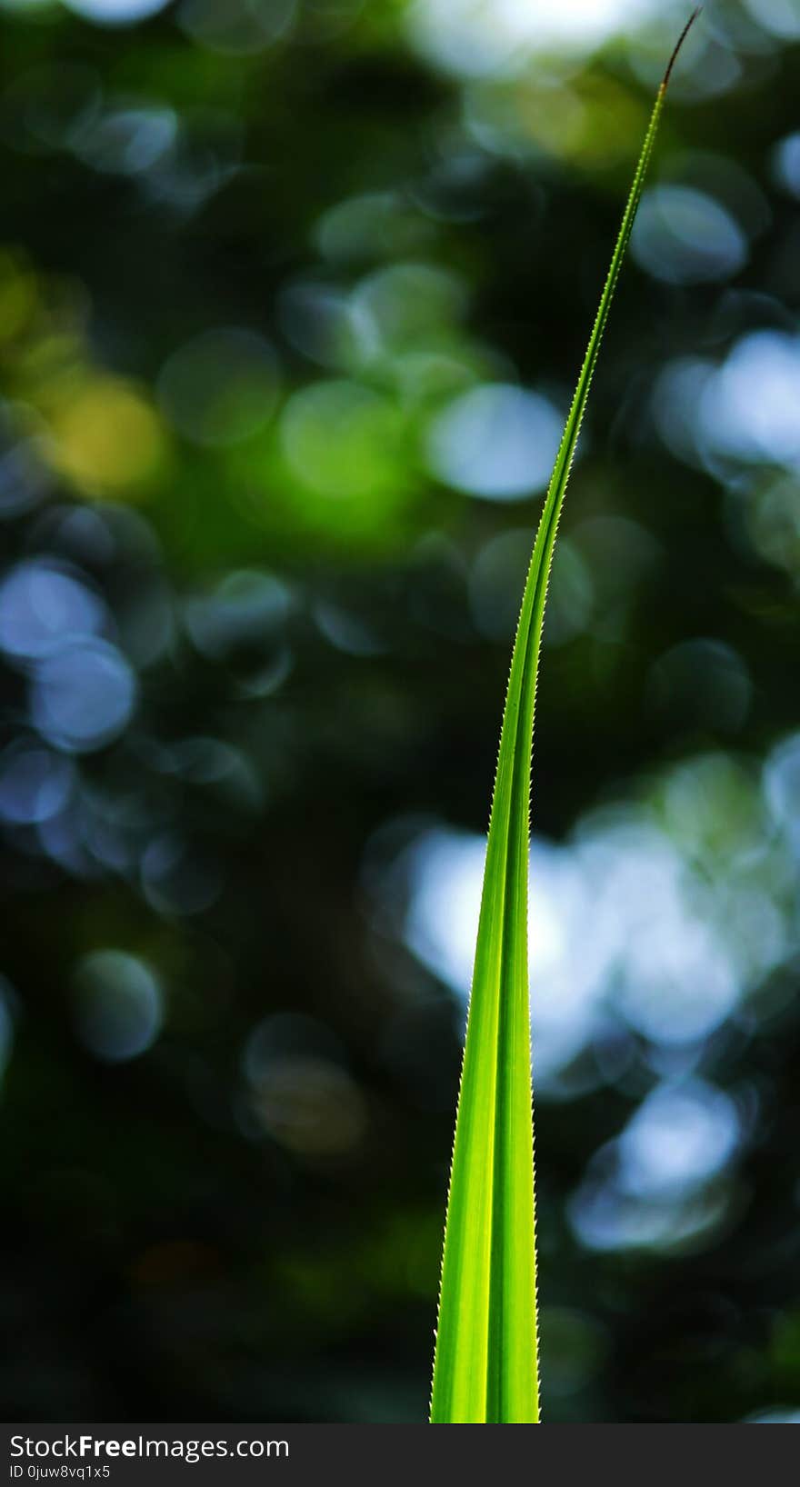 Water, Leaf, Plant, Flora