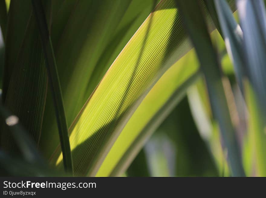 Yellow, Leaf, Plant, Grass