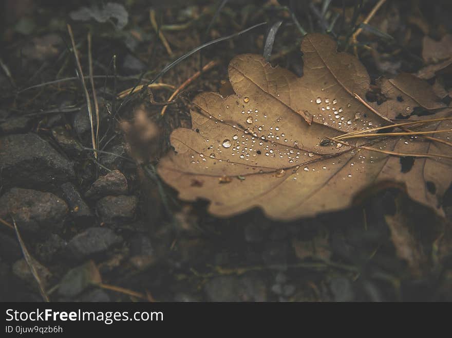 Leaf, Water, Plant, Close Up