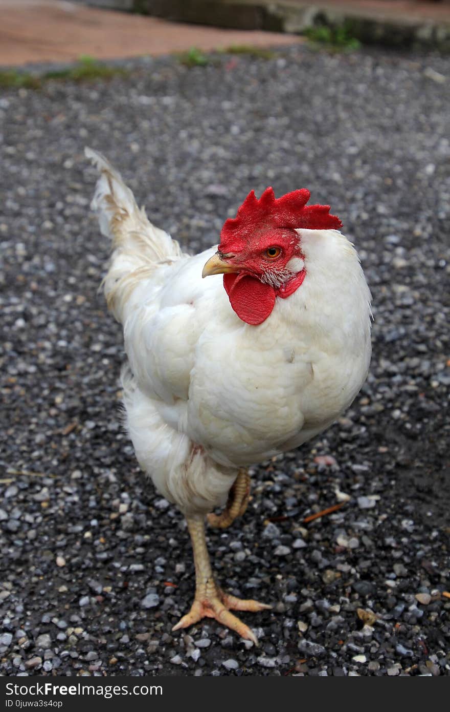 Chicken, Rooster, Bird, Galliformes