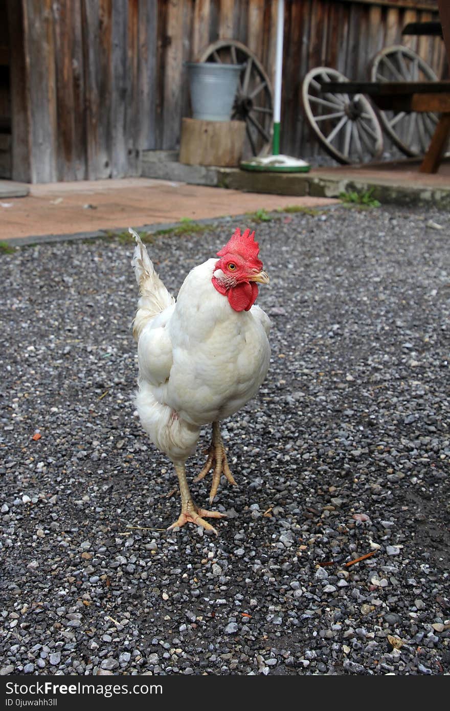 Chicken, Bird, Rooster, Galliformes