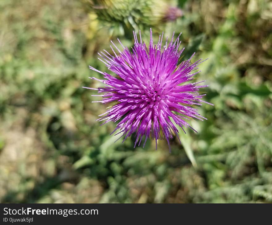 Silybum, Thistle, Plant, Flora