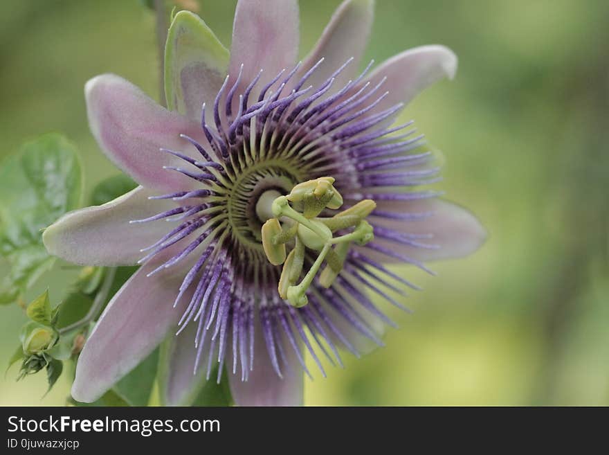 Flower, Passion Flower, Plant, Passion Flower Family