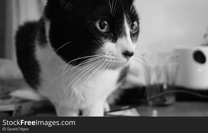 Cat, White, Black, Whiskers