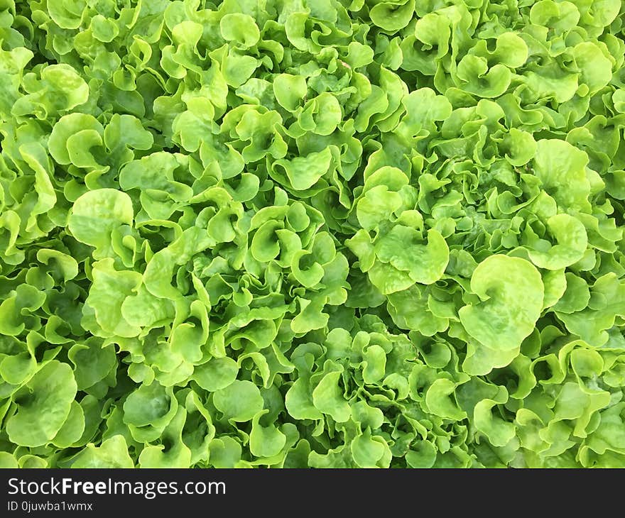 Leaf Vegetable, Plant, Herb, Annual Plant