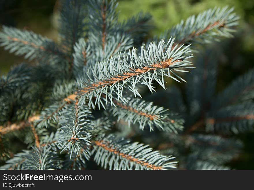 Spruce, Pine Family, Tree, Fir