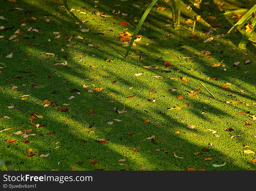 Vegetation, Leaf, Grass, Flora