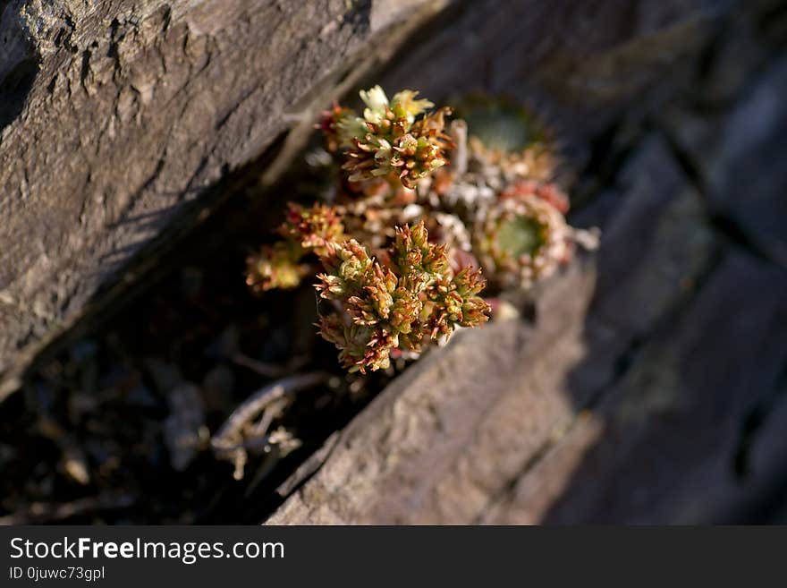 Flora, Plant, Flower, Spring