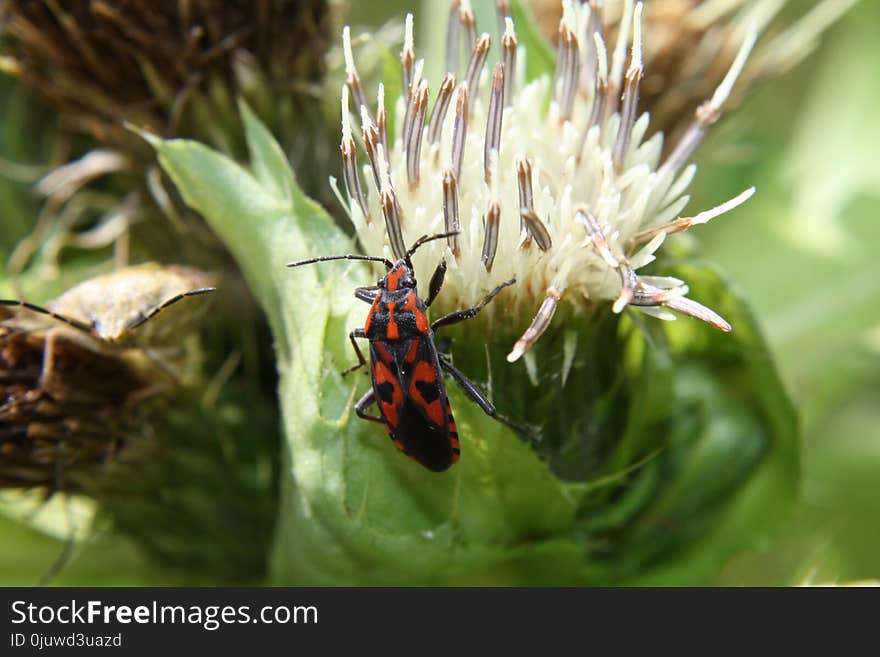 Insect, Invertebrate, Macro Photography, Organism