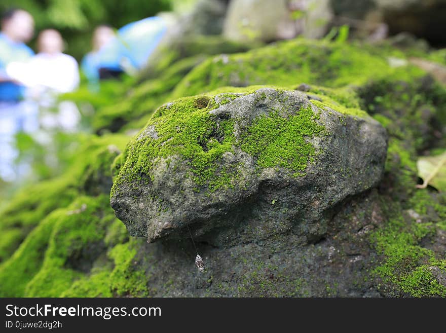 Plant, Rock, Vegetation, Moss